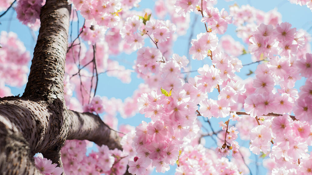 Tree with Blossom